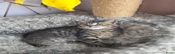 Mixed Breed cats for sale: Last kitten looking lovely new home  - Advert 11