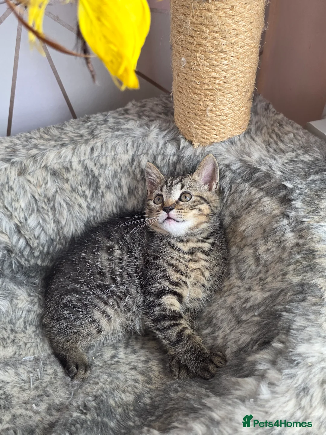 Mixed Breed cats for sale: Last kitten looking lovely new home  - Advert 11