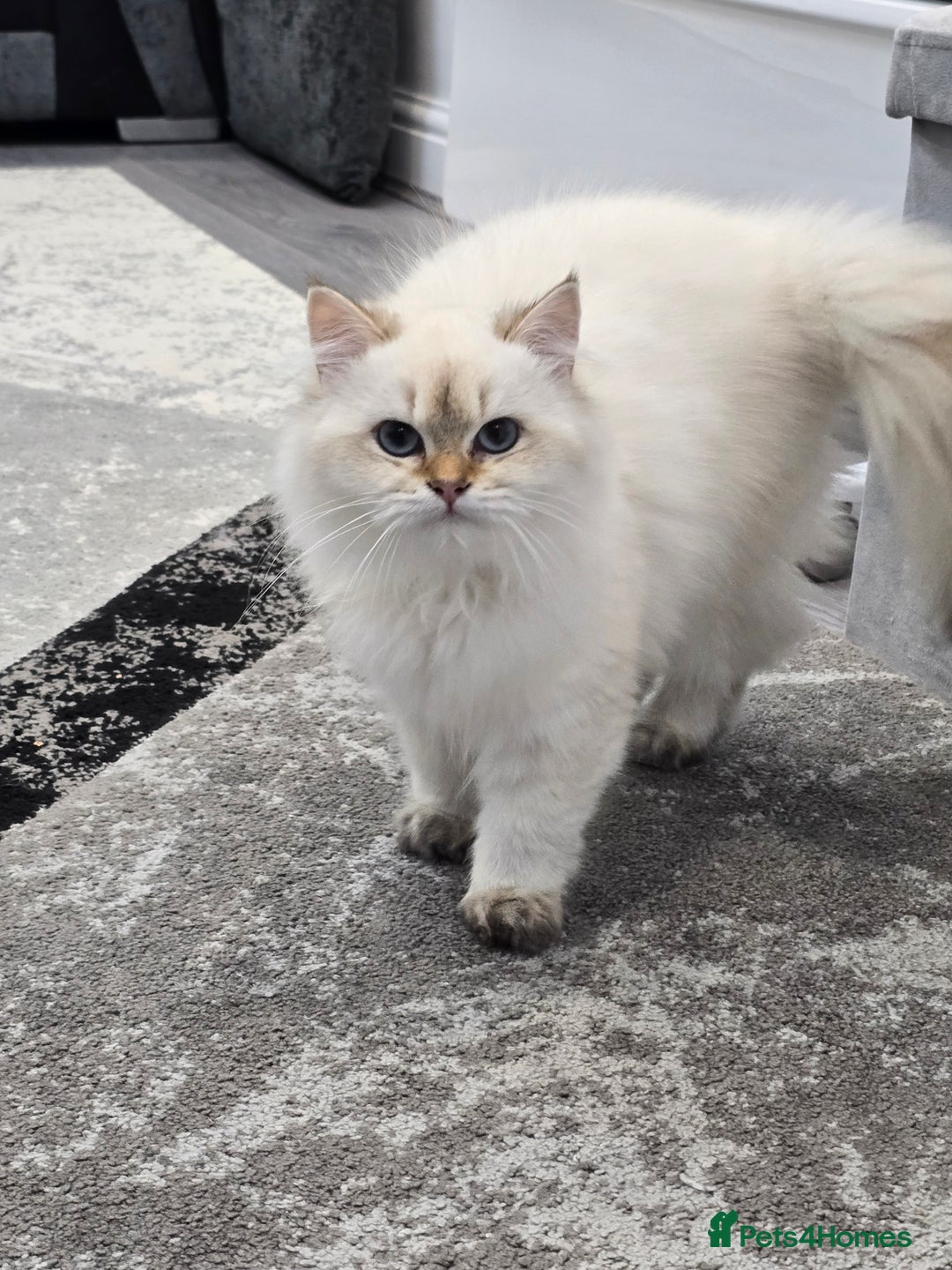 British Longhair cats for sale: Stunning Colour Point Girl - Advert 6