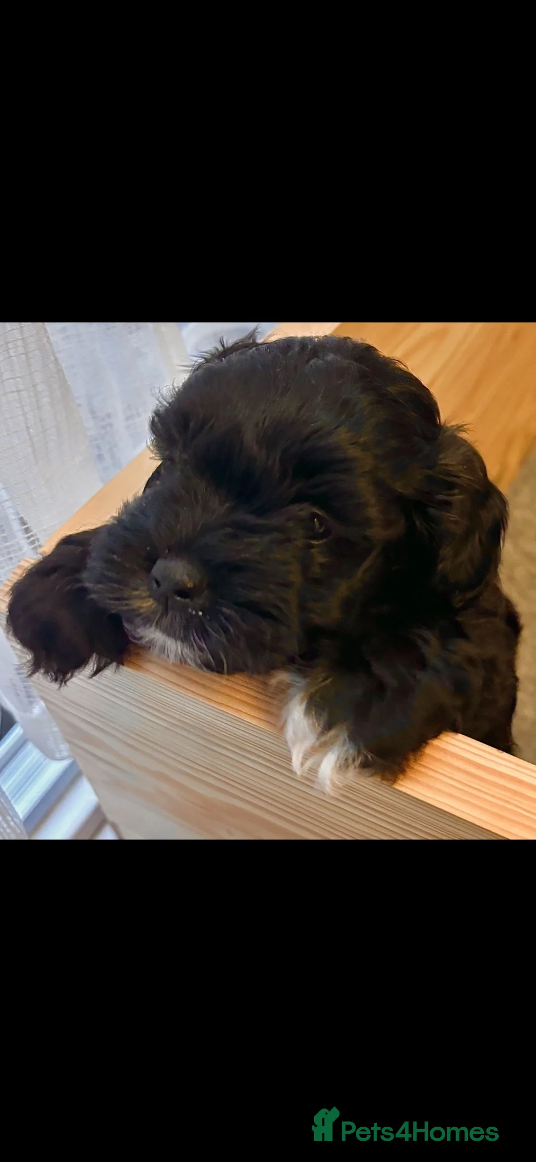 Mixed Breed dogs for sale: Incredible puppies for sale  - Advert 2