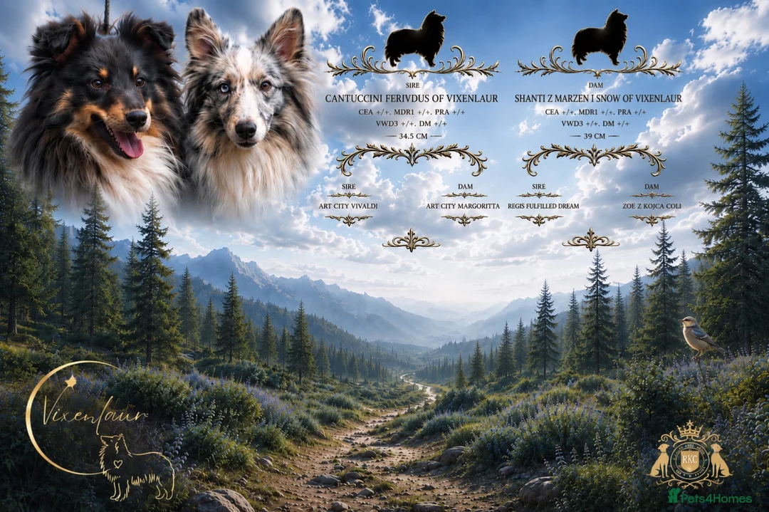 Shetland Sheepdog dogs for sale: Litter on the way 🐾 - Advert 2