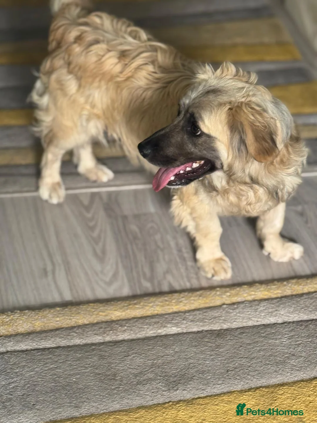 Mixed Breed dogs for adoption: Beautiful Josh looking for love! - Advert 12