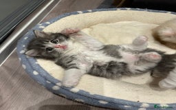 Mixed Breed cats for sale: Beautiful Perdoll Kittens🐾 - Advert 4