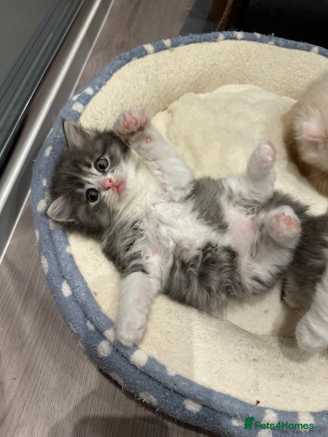 Mixed Breed cats for sale: Beautiful Perdoll Kittens🐾 - Advert 4