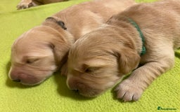 Golden Retriever dogs for sale: 🐾Sweet Golden Retriever Puppies-5 generation KC🐾 - Image 30