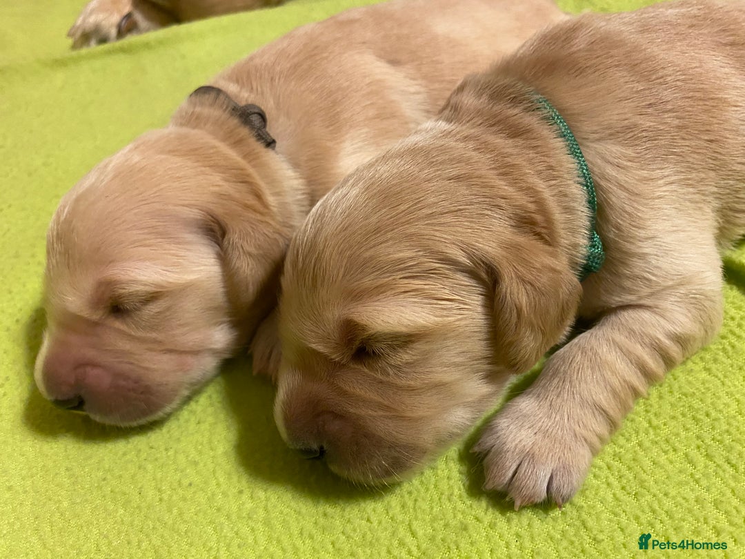 Golden Retriever dogs for sale: 🐾Sweet Golden Retriever Puppies-5 generation KC🐾 - Image 30