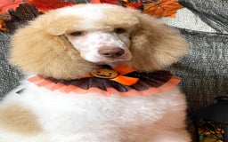 Standard Poodle dogs for sale: Standard Poodle Girl Available Apricot&White Parti - Image 1