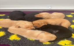 Labrador Retriever dogs for sale: Beautiful Golden and Black Labrador Puppies - Image 12