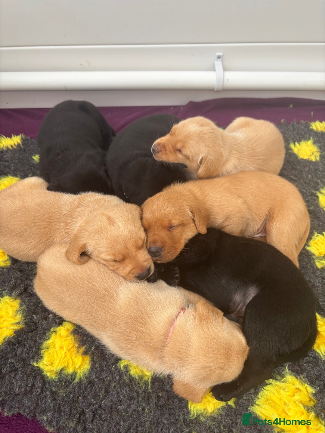 Labrador Retriever dogs for sale: Beautiful Golden and Black Labrador Puppies - Image 12