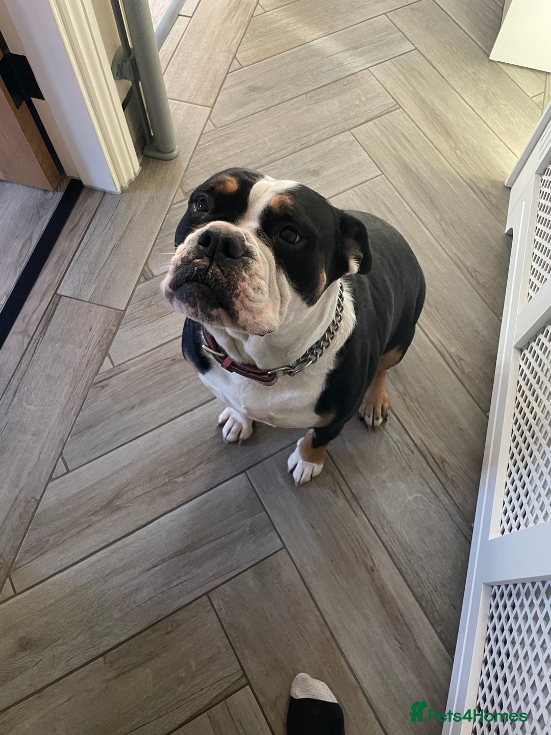 Olde English Bulldogge dogs for sale: 5yr old bulldog for rehoming  - Image 1