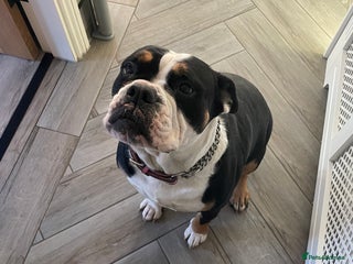 Olde English Bulldogge dogs for sale - Advert 1