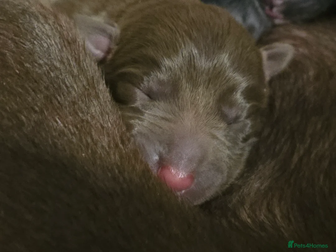 Mixed Breed dogs for sale: Doberman x Collie pups! - Advert 10