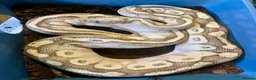Python Snake reptiles for sale: Ball pythons looking for new home  - Advert 1