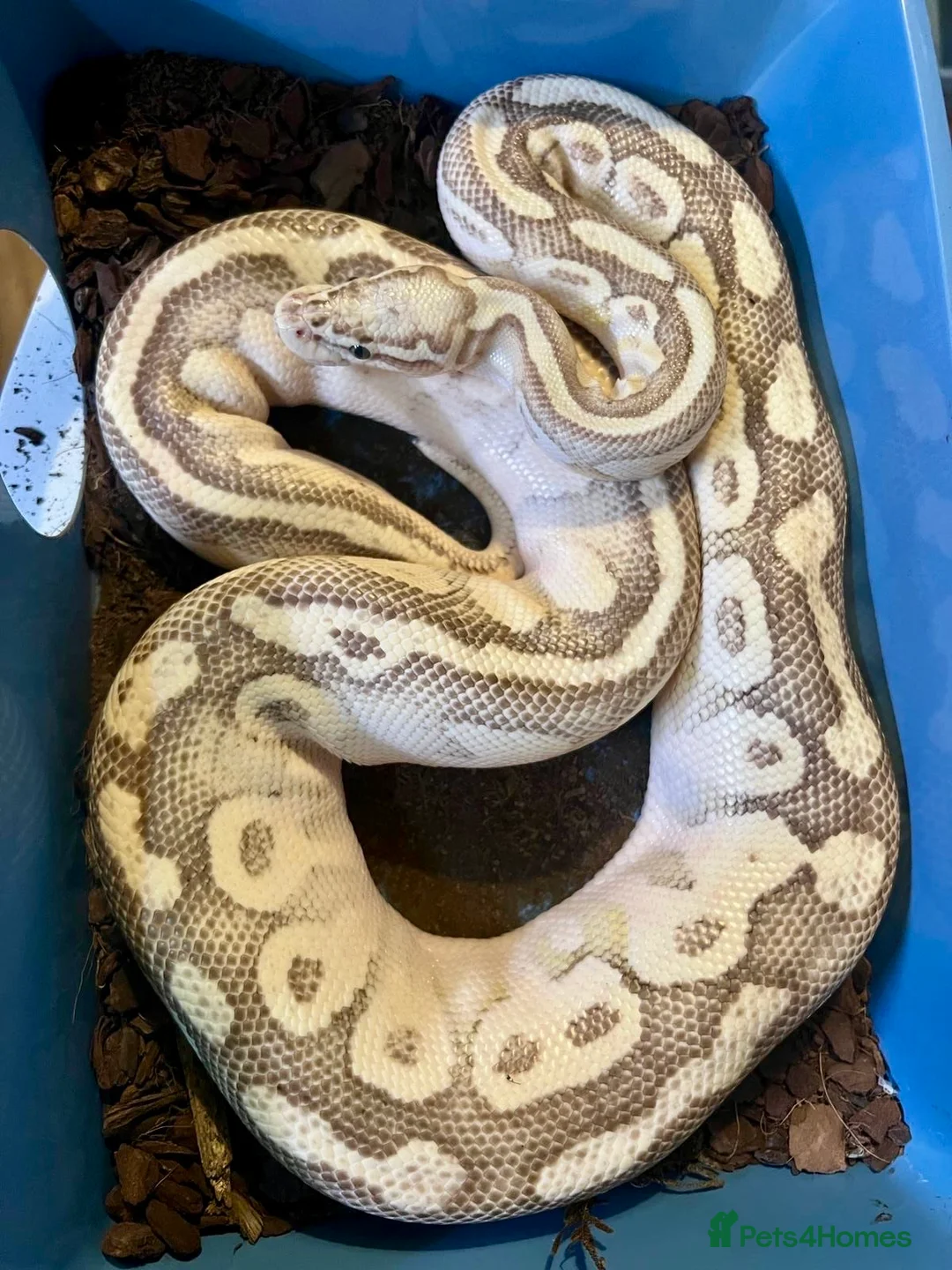 Python Snake reptiles for sale: Ball pythons looking for new home  - Advert 1