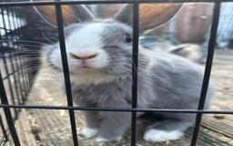 Mini Lop rabbits for sale: Grey and white babies for sale  - Image 5