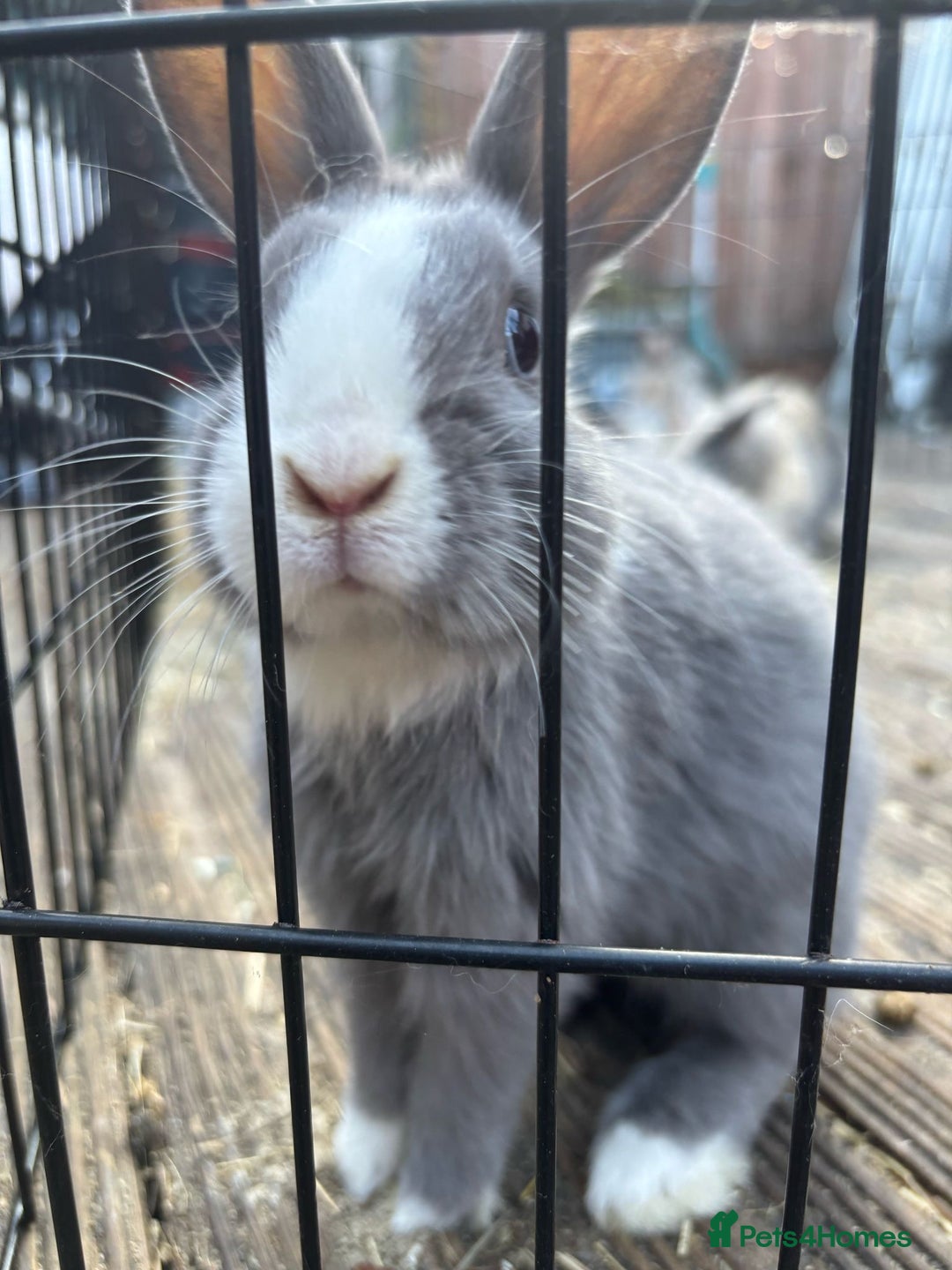 Mini Lop rabbits for sale: Grey and white babies for sale  - Image 5