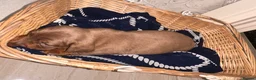 Dachshund dogs for sale: Dachshund  - Advert 15