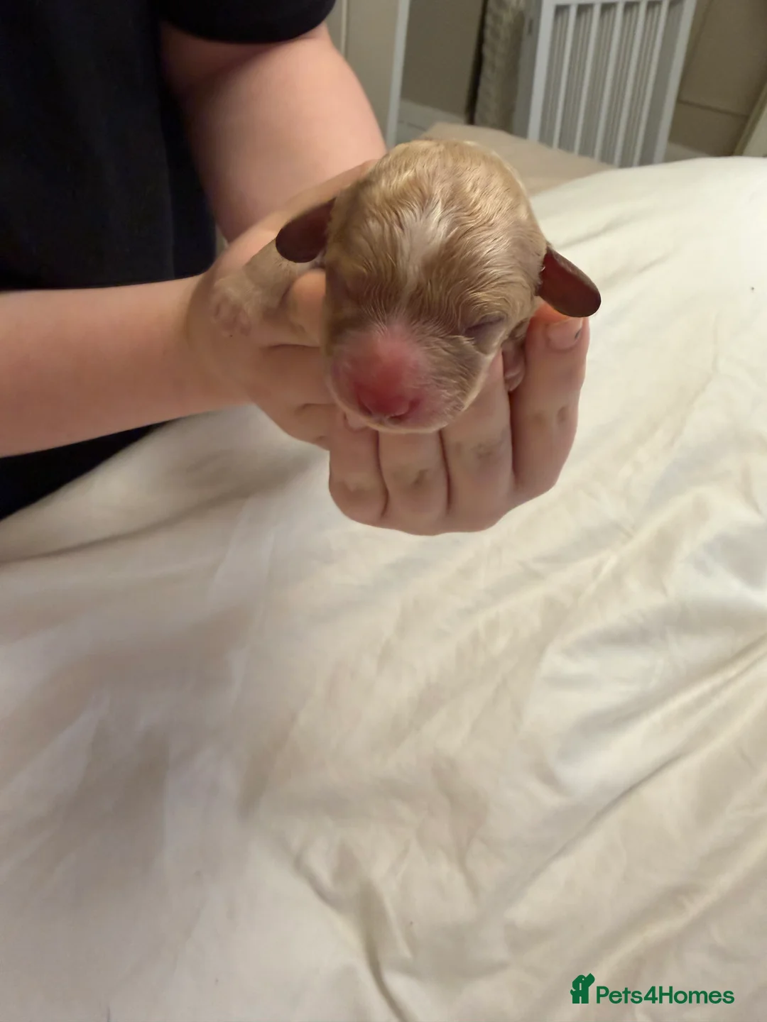 Cavapoo dogs for sale:  EXTRA TINY & CURLY female F2 toy cavapoo puppies - Advert 10