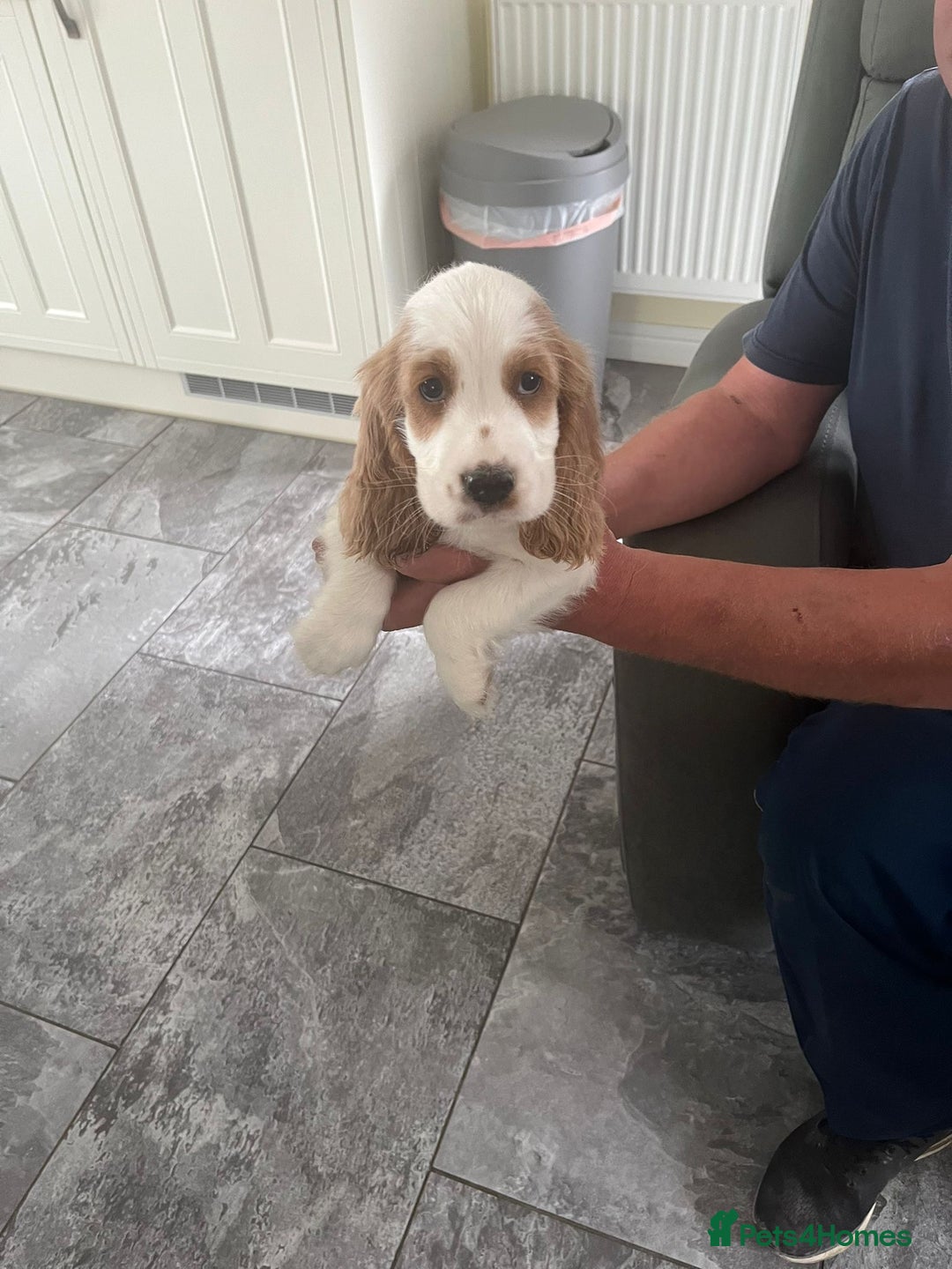 Cocker Spaniel dogs for sale: OUT STANDING  GORGEOUS SHOW TYPE COCKER SPANIEL  - Image 37