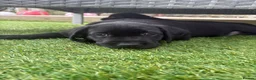 Labrador Retriever dogs for sale: Gorgeous English Labradors * 1 boy available*  - Advert 7