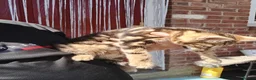 Bengal cats for sale: Bengal kittens looking for new family  - Advert 9