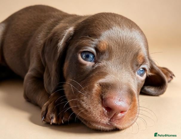 Miniature Dachshund dogs for sale: Dapple Miniature Dachshund - Advert 7