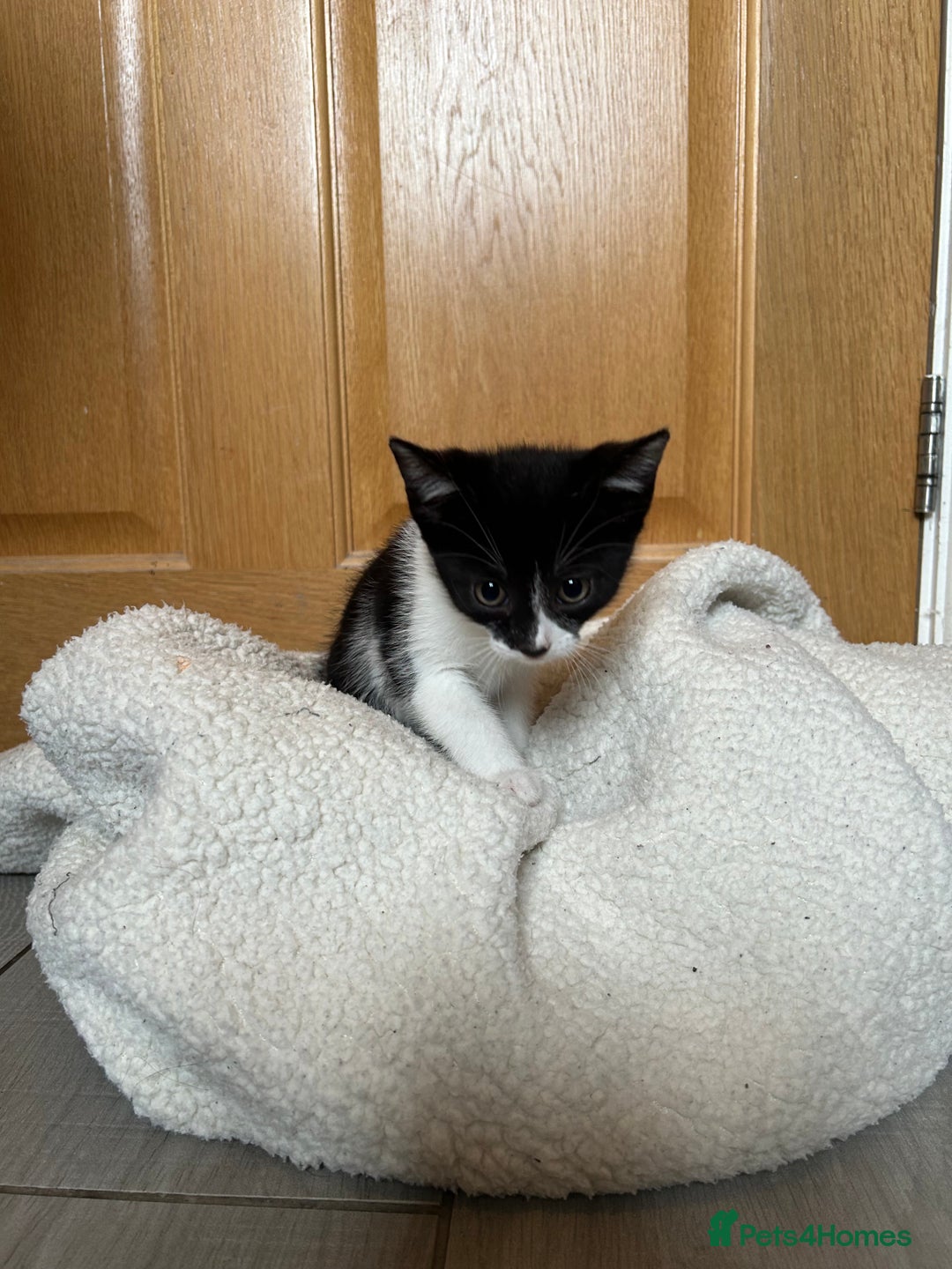 British Shorthair cats for sale: 7 gorgeous kittens for sale ** - Image 9