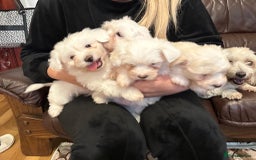 Mixed Breed dogs for sale: Stunning golden and white bichon puppies  - Image 4