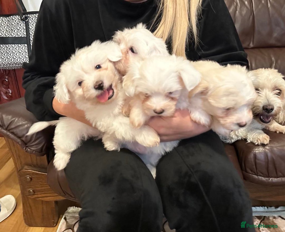 Mixed Breed dogs for sale: Stunning golden and white bichon puppies  - Image 4
