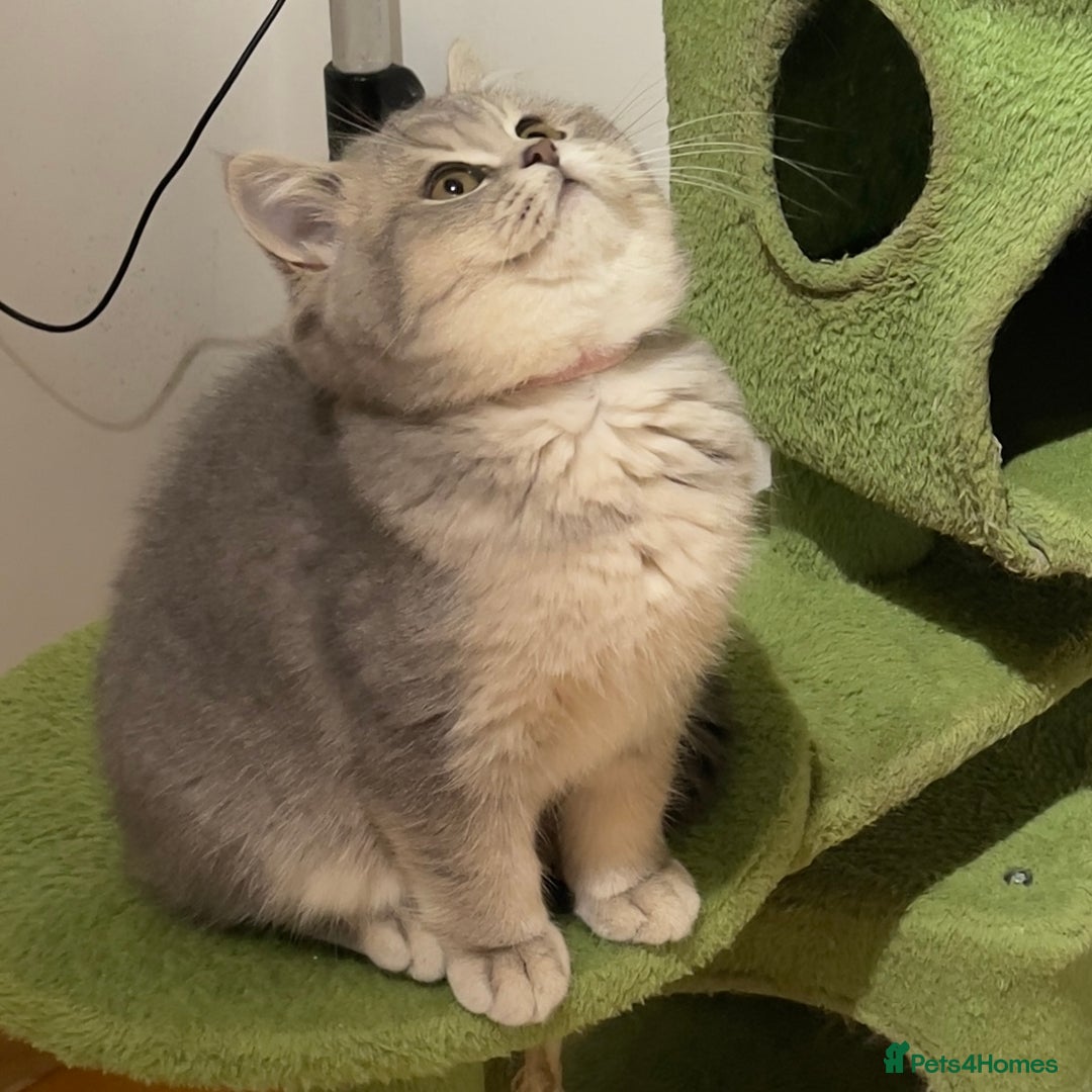 British Shorthair cats for sale: Remaining 2 TICA & GCCF British Shorthair Kittens - Advert 22