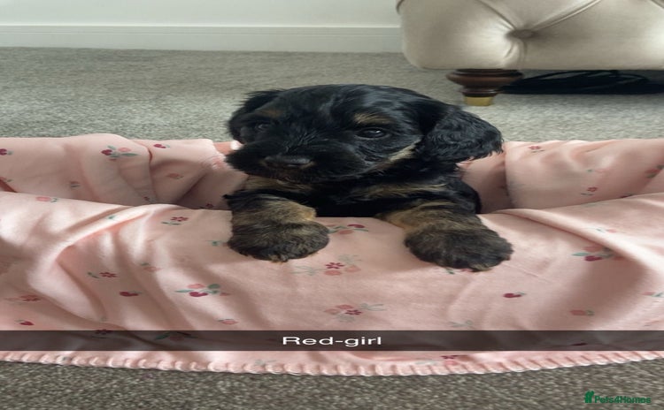 Cockapoo dogs - Advert 7
