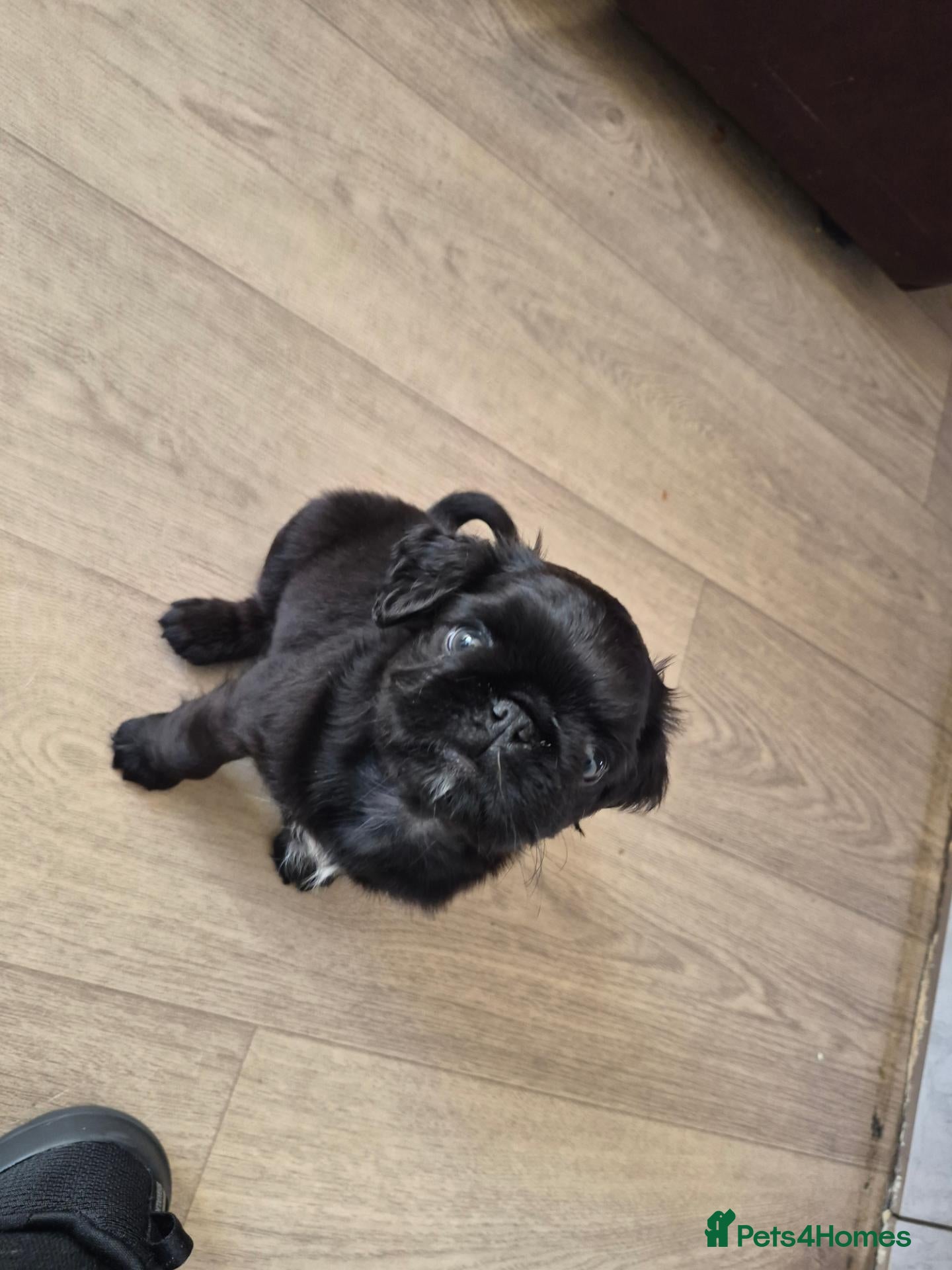 Pug dogs Last male available  - Advert 1