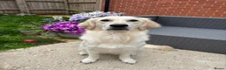 Golden Retriever dogs for sale: Golden Retriever puppies - Advert 3