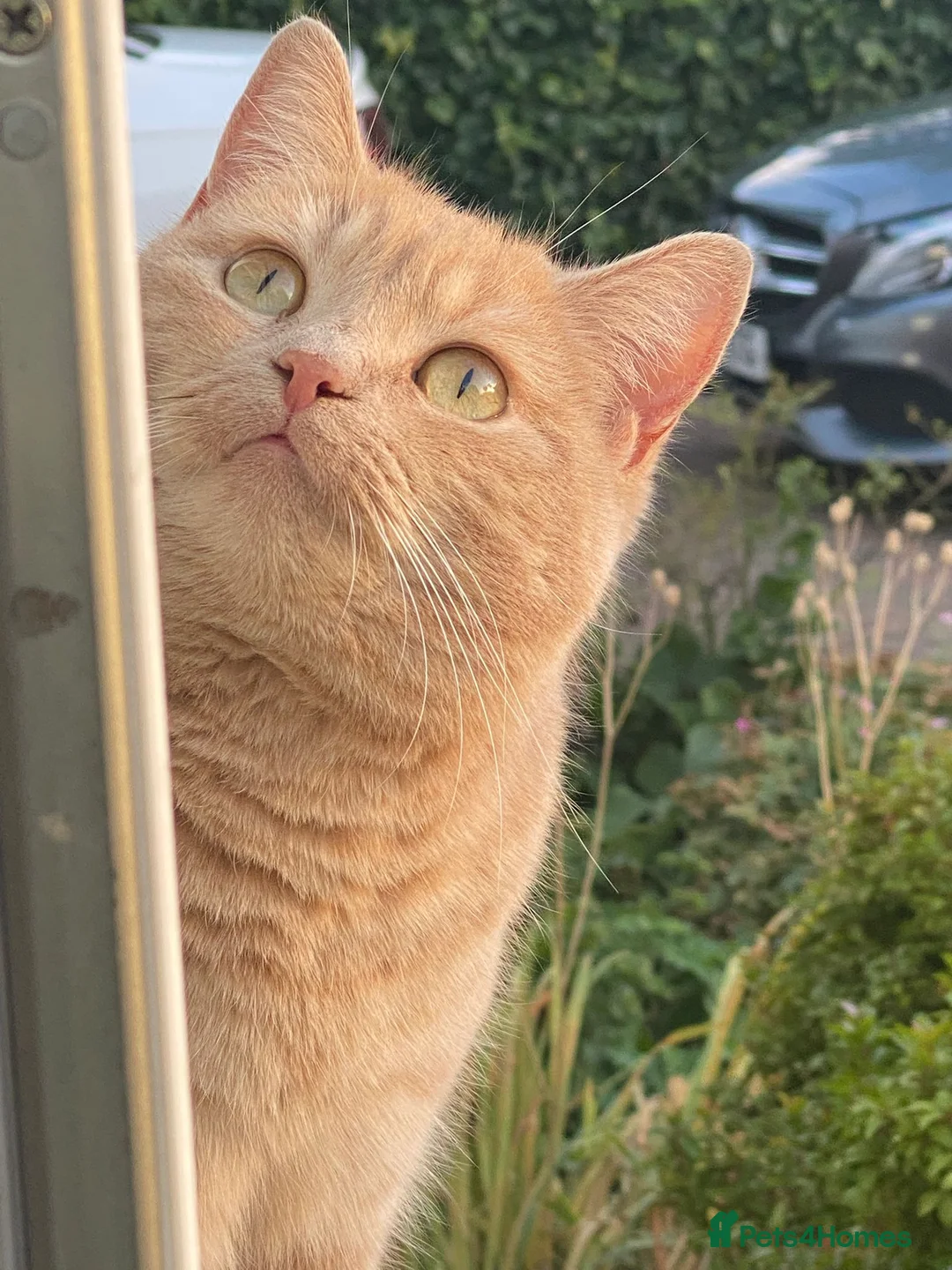 British Shorthair cats for sale: 4 kittens  - Advert 2