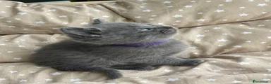British Shorthair Kitten 1 purple 💜