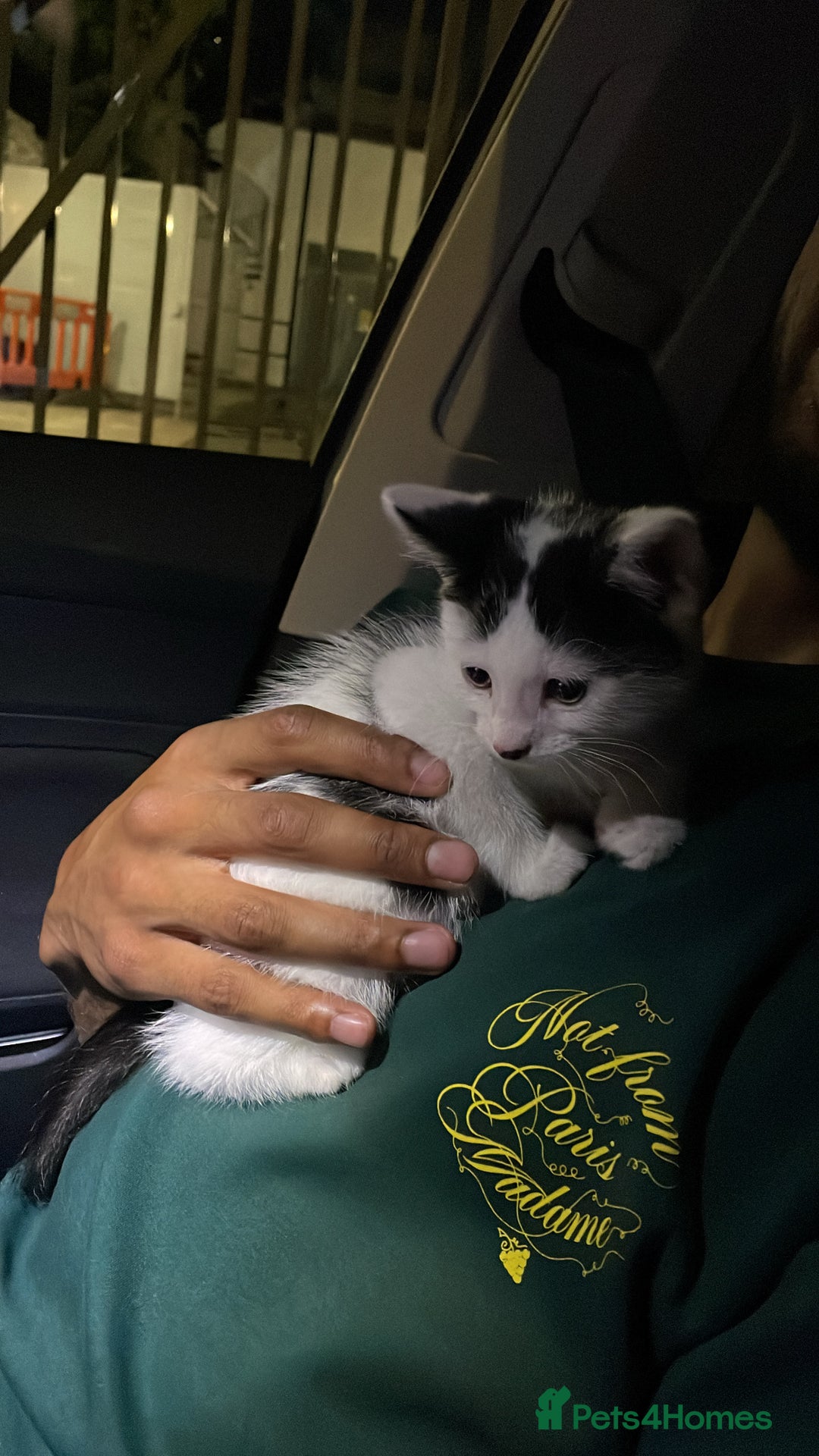 Mixed Breed cats for sale: Cute kitten  - Image 3