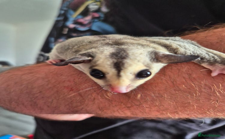 Sugar Glider rodents - Advert 1