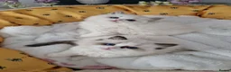 Ragdoll cats for sale: 💙🐈🏆✨️Exclusive Ragdoll kittens✨️Champions lines - Advert 27
