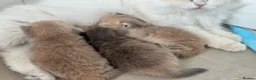 British Longhair cats for sale: Gorgeous Show-Quality Blue Golden British Longhair - Advert 24
