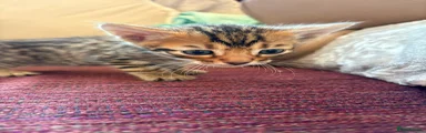 Bengal 2