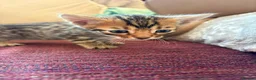Bengal cats for sale: Pure bengal kittens in Oswestry - Advert 3