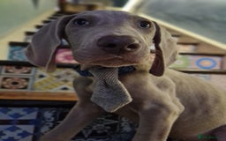 Weimaraner dogs for sale: Beautiful boy and girl looking for homes - Image 6