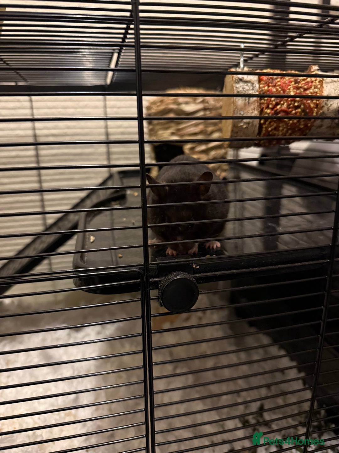 Hamster rodents for sale: 1 female syrian hamster with cage and bedding - Image 2