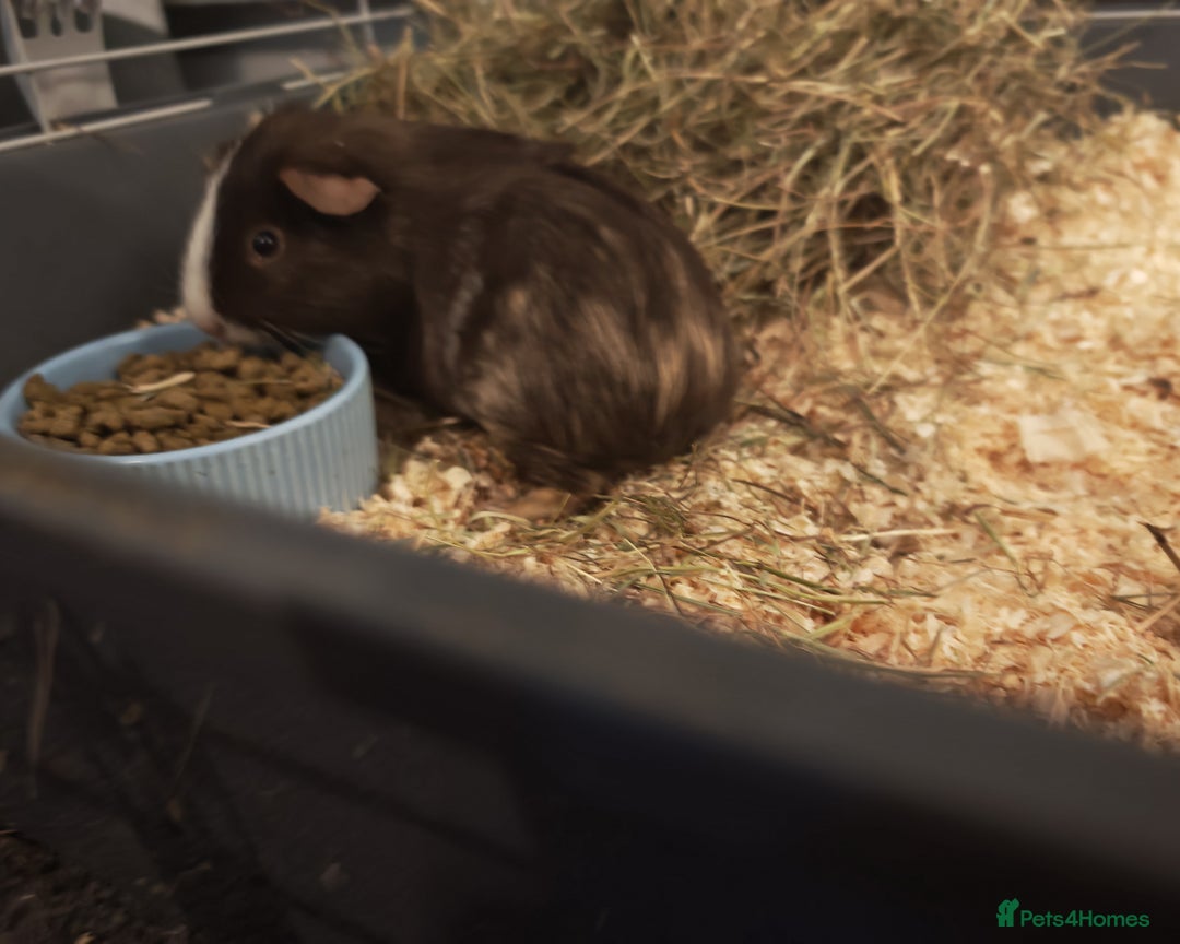 Guinea Pig rodents for sale: 2 female guinea pigs for rehoming with cage - Advert 7