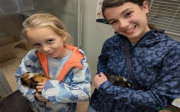 Tan rabbits for sale: Beautiful baby GUINEA PIGS - Image 14