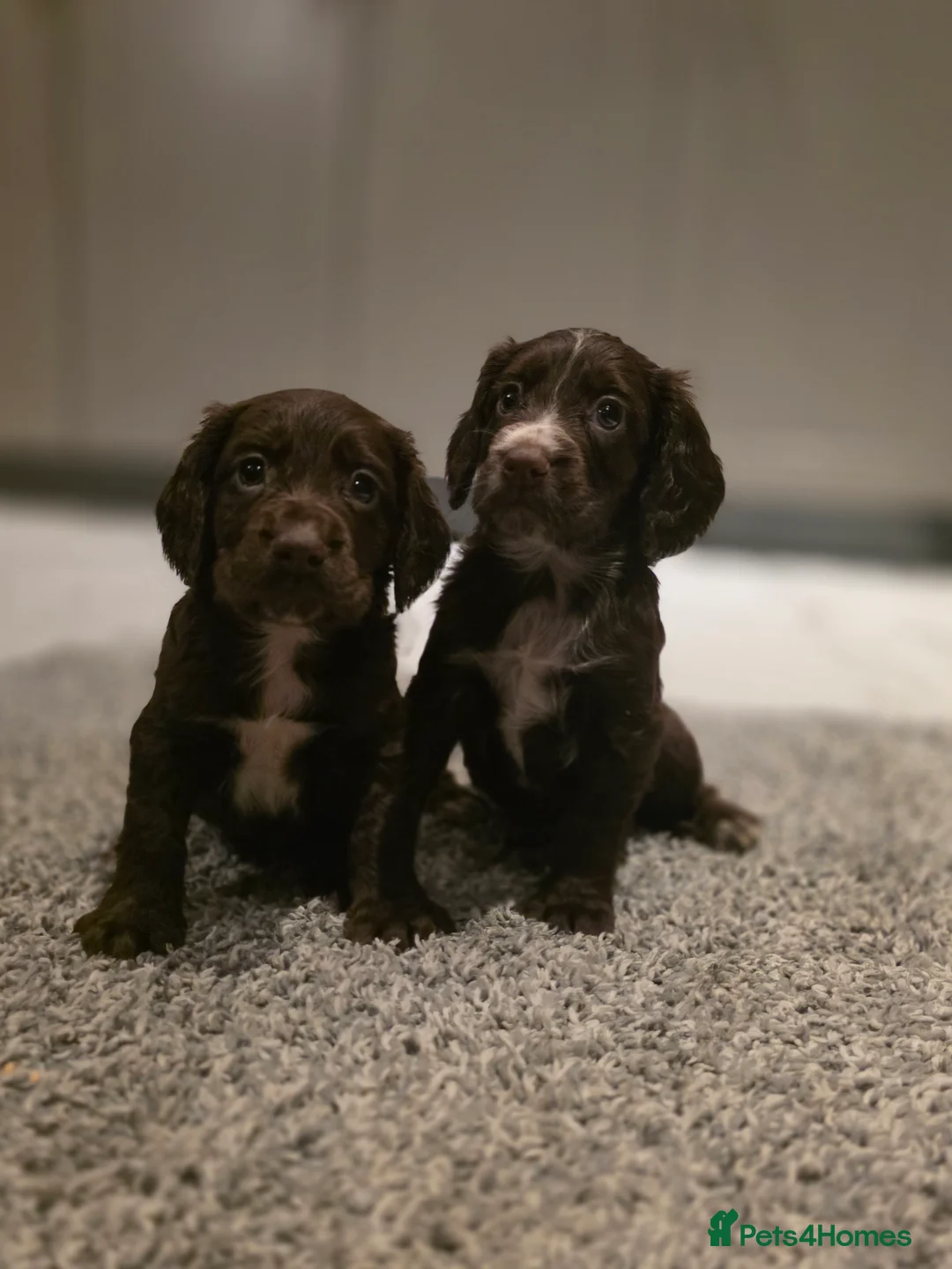 Cocker Spaniel dogs for sale: Beautiful Working cocker spaniel puppies - Advert 14