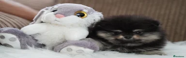 Pomeranian 2
