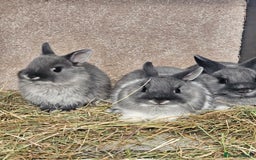 Netherland Dwarf rabbits for sale: Smoke Pearl Netherland Dwarfs all bucks  - Image 6