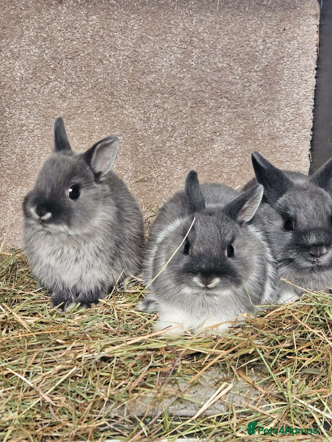 Netherland Dwarf rabbits for sale: Smoke Pearl Netherland Dwarfs all bucks  - Image 6