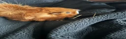 Guinea Pig rodents for sale: 2 females and 4 males for sale  - Advert 5